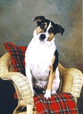 Archie Had Enough Posing